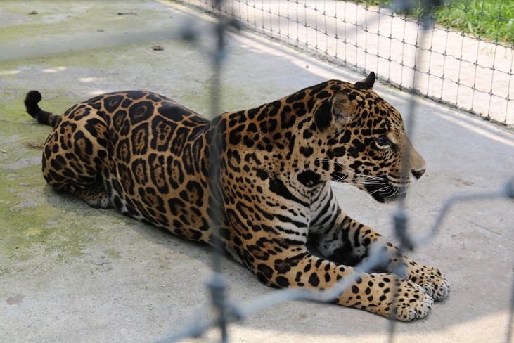 Suman 121 felinos rescatados del ‘santuario’ Black Jaguar-White Tiger