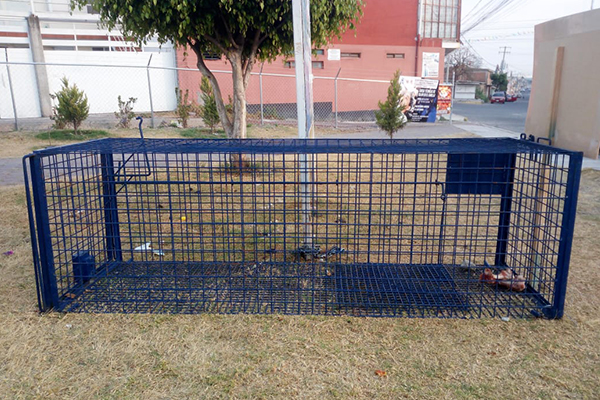 Colocan jaulas en Cholula para atrapar perros callejeros