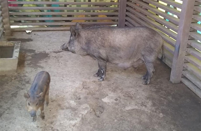 Reproducen con éxito coyote, mapache, loro y jabalí en Flor del Bosque 