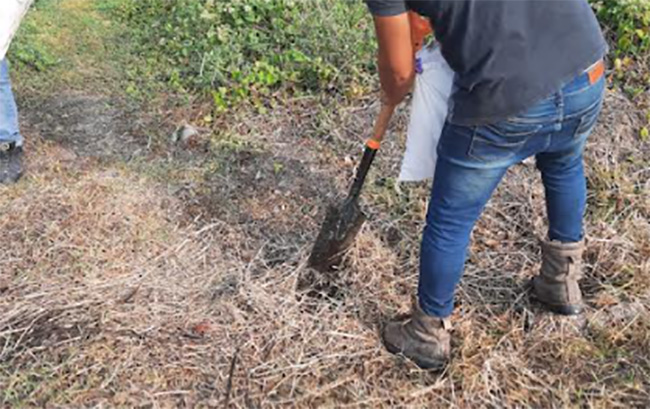 Emprenden proyecto de producción de jengibre en Xicotepec