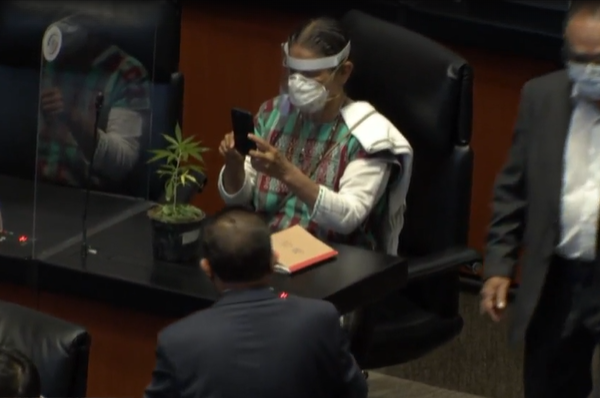 Senadora Jesusa Rodríguez lleva al Senado, planta de marihuana