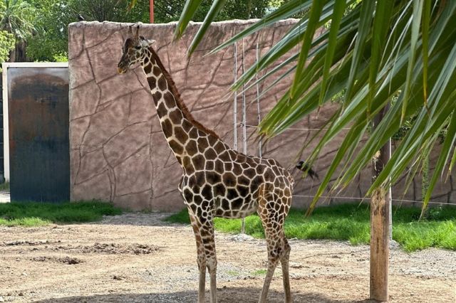 Sin rastro de la jirafa desaparecida: Qué sabe el zoológico de Culiacán