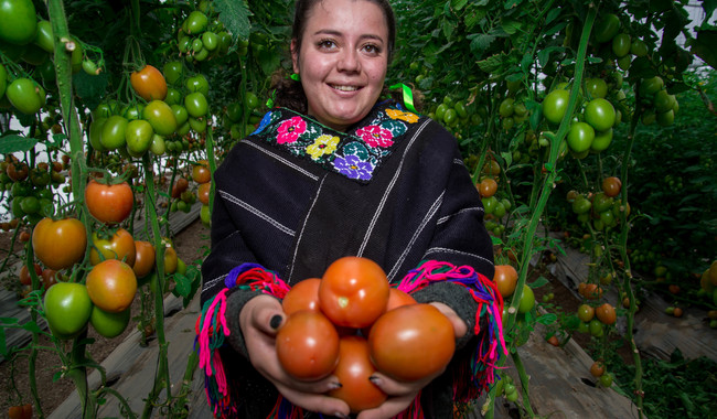 Jitomate mexicano, entre los 5 principales productos agrícolas generadores de divisas