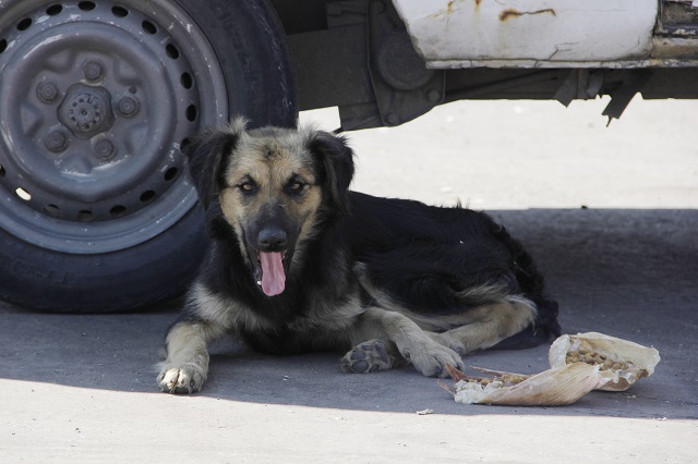 Por pirotecnia, mueren al menos 12 perros en Tehuacán