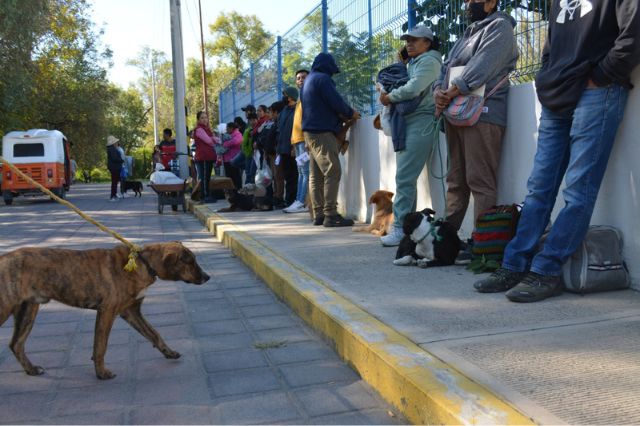 Inician jornada de esterilización gratuita para mascotas en Coronango