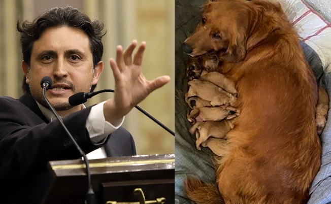 Vuelve JJ a las redes para presumir a sus mascotas
