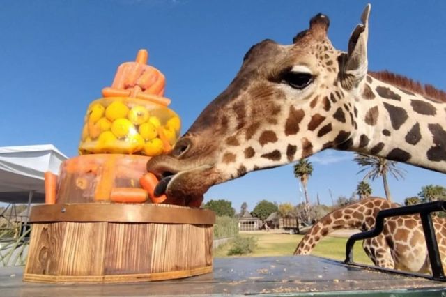 Benito, la jirafa más famosa de México, celebra su primer aniversario en Africam Safari