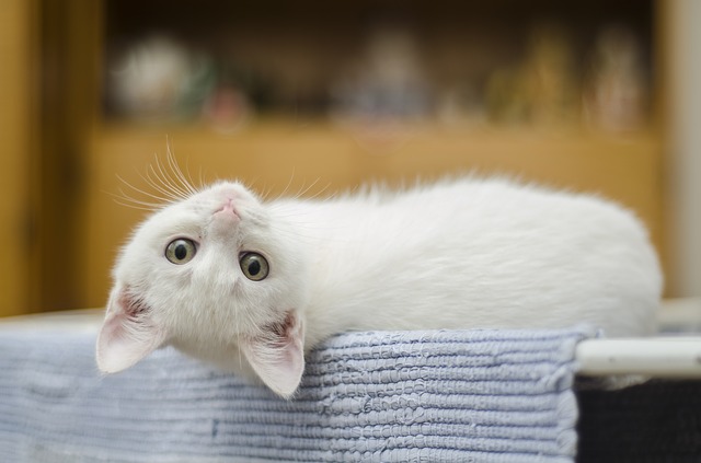 Este fin de semana no te pierdas la exposición internacional felina