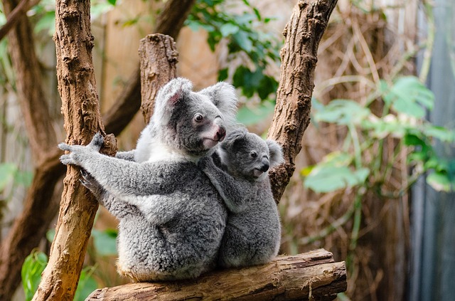 Koala funcionalmente extinto: ONG