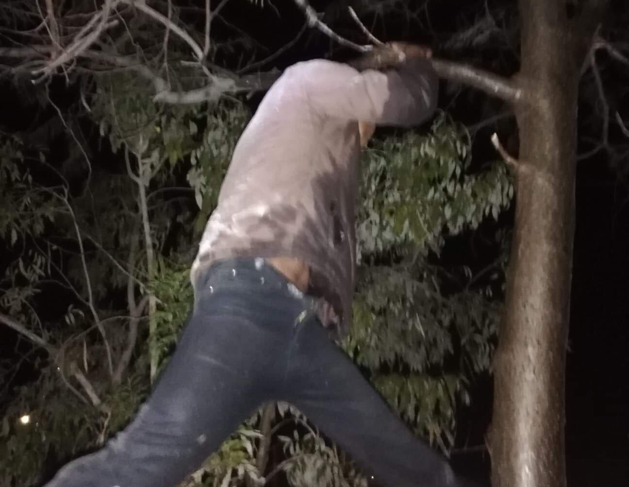 Detienen a ladrón cuando intentaba escapar trepando un árbol