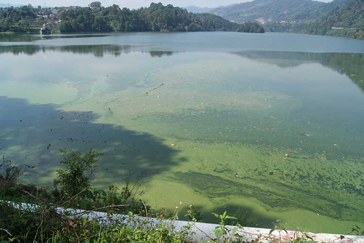 Grave contaminación con aguas residuales a presas de Tenango y Necaxa
