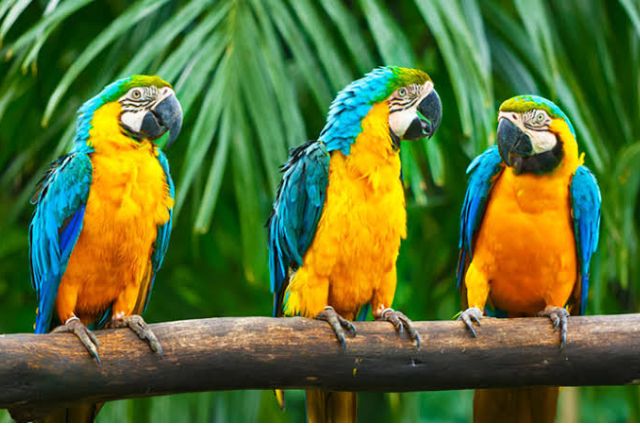 Únete al proyecto Santa María y protege a las aves;