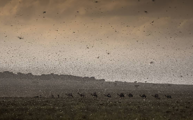 Enjambres de langosta invaden Kenya, Etiopía y Somalia