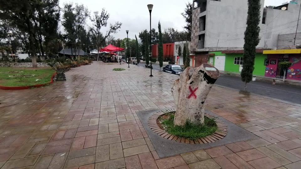 Arrasa plaga de Hongo Negro con árboles de Tehuacán