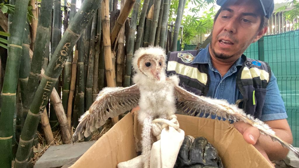 Tras rescate de cría de lechuza, la depositan en zoológico