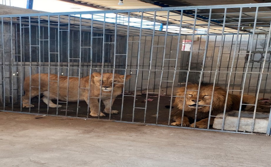 Profepa rescata dos leones de un domicilio en Oriental, Puebla