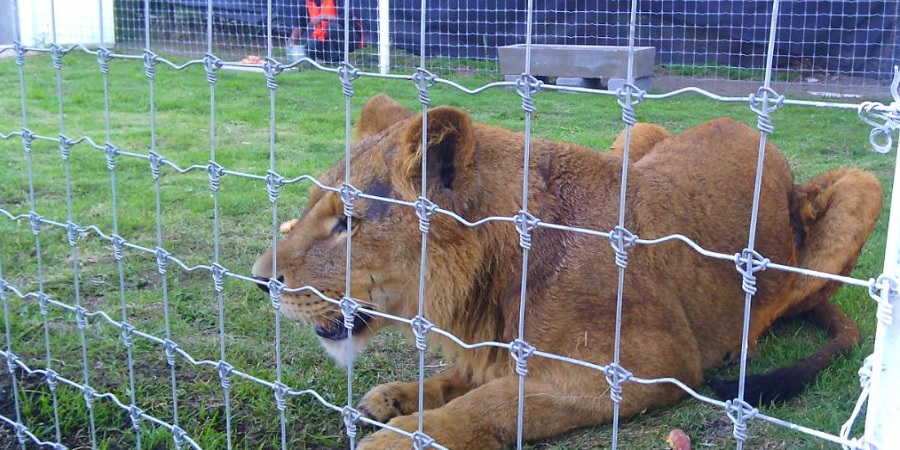 Comienza reubicación de animales de zoo de Tehuacán