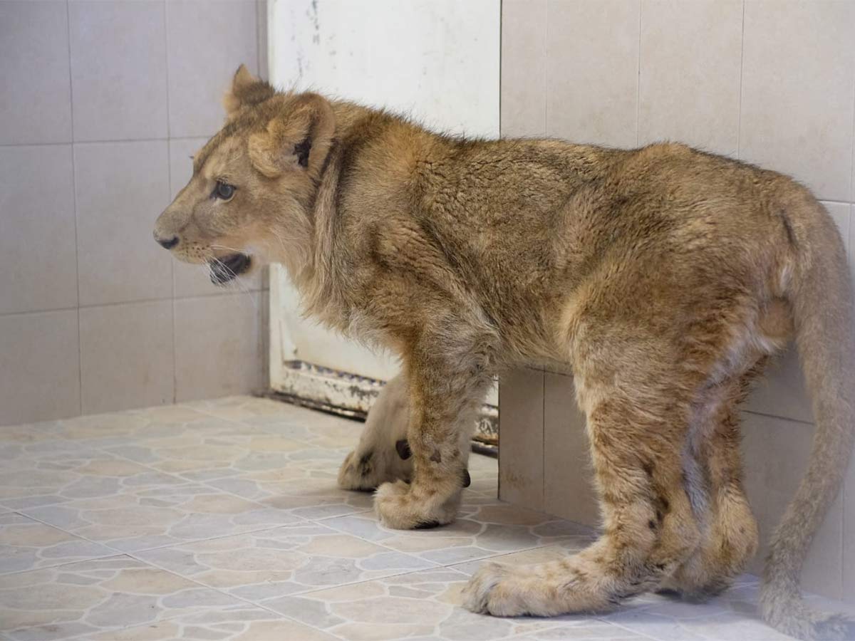 Encuentran a cachorro de león en calles de Ecatepec