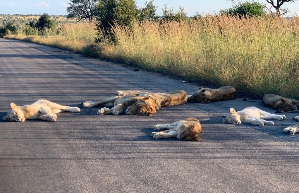 Debido a que no hay turistas, leones duermen tranquilamente en la calle