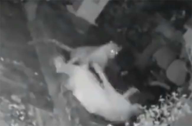 VIDEO: Así sobrevive una mujer tras el ataque de leopardo en la India