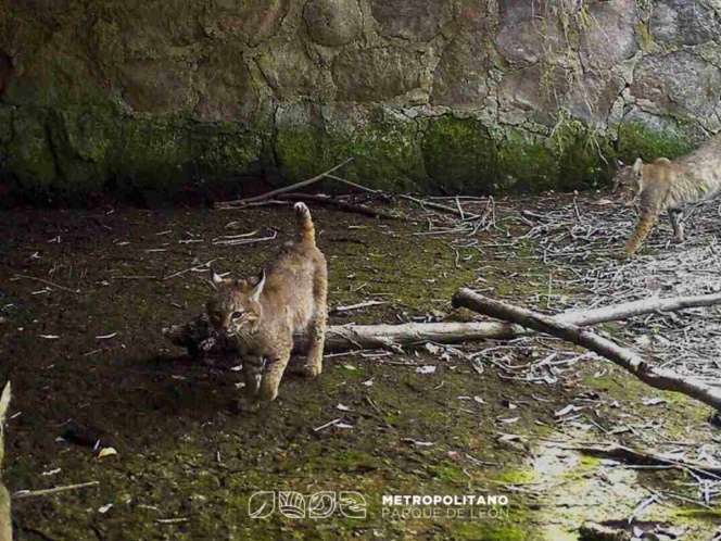 Captan a linces paseando por el Parque Metropolitano de León