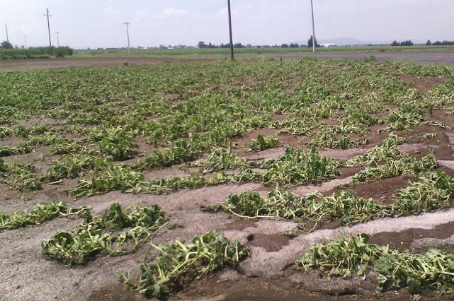 Reportan daños en casas y cultivos de Tehuacán y Serdán por lluvia y granizo