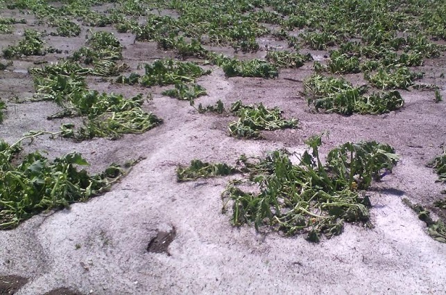Reportan daños en casas y cultivos de Tehuacán y Serdán por lluvia y granizo