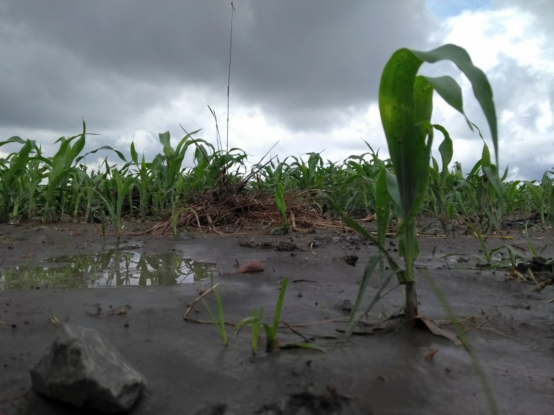 Fueron dañadas 400 hectáreas de cultivo en Tehuacán tras lluvias