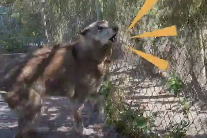 VIDEO Cariñoso perro lobo gigante se hace viral
