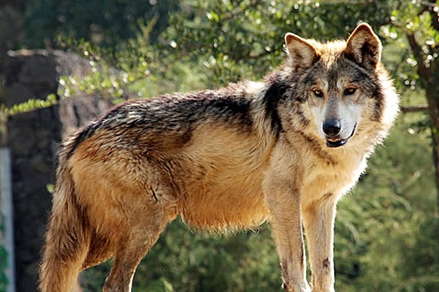 Lobo ataca a niño que intentó tocarlo en zoológico de Nezahualcóyotl