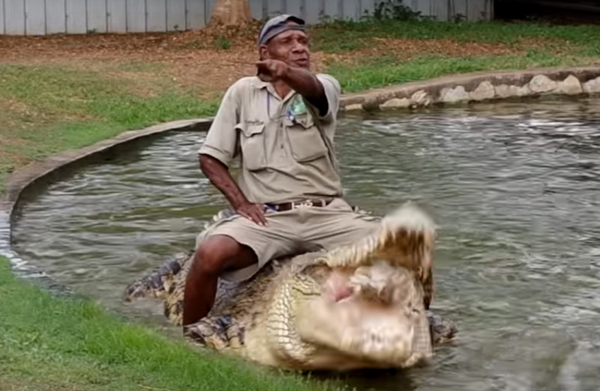 VIDEO Hombre alimenta a cocodrilo con gallinas vivas