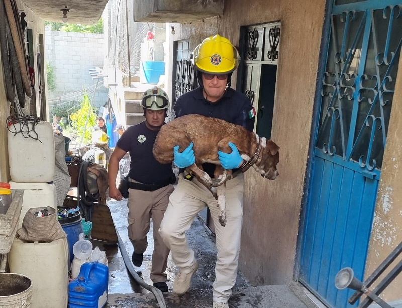 VIDEO Lomito se intoxica y lo rescatan de incendio en Xochimehuacán