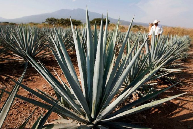 Va Puebla por mil hectáreas de agave mezcalero al año