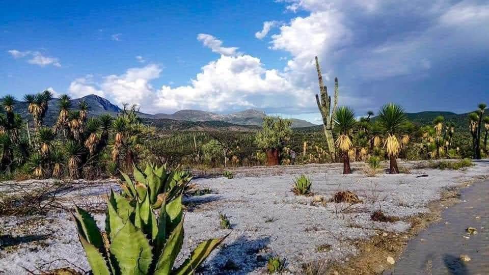 Alta demanda de mezcal pone en riesgo la Reserva Tehuacán-Cuicatlán