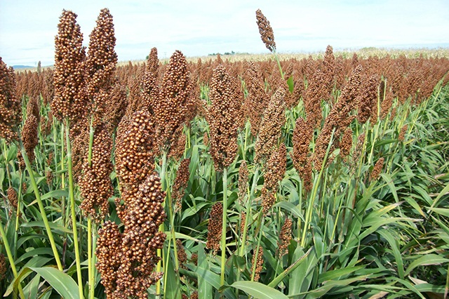 Más de 60% disminuye la producción de sorgo en Huaquechula