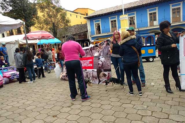 Activistas piden crear un reglamento contra maltrato animal en Huauchinango
