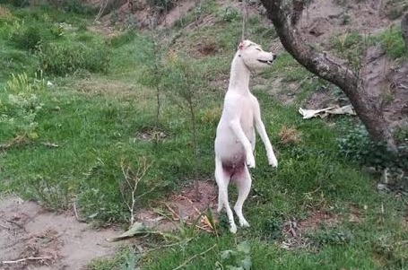 Piden dar seguimiento a maltrato animal en Chiautzingo