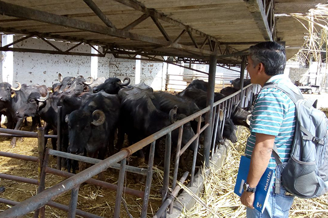 Profepa rescata 44 búfalos que eran maltratados en Chipilo