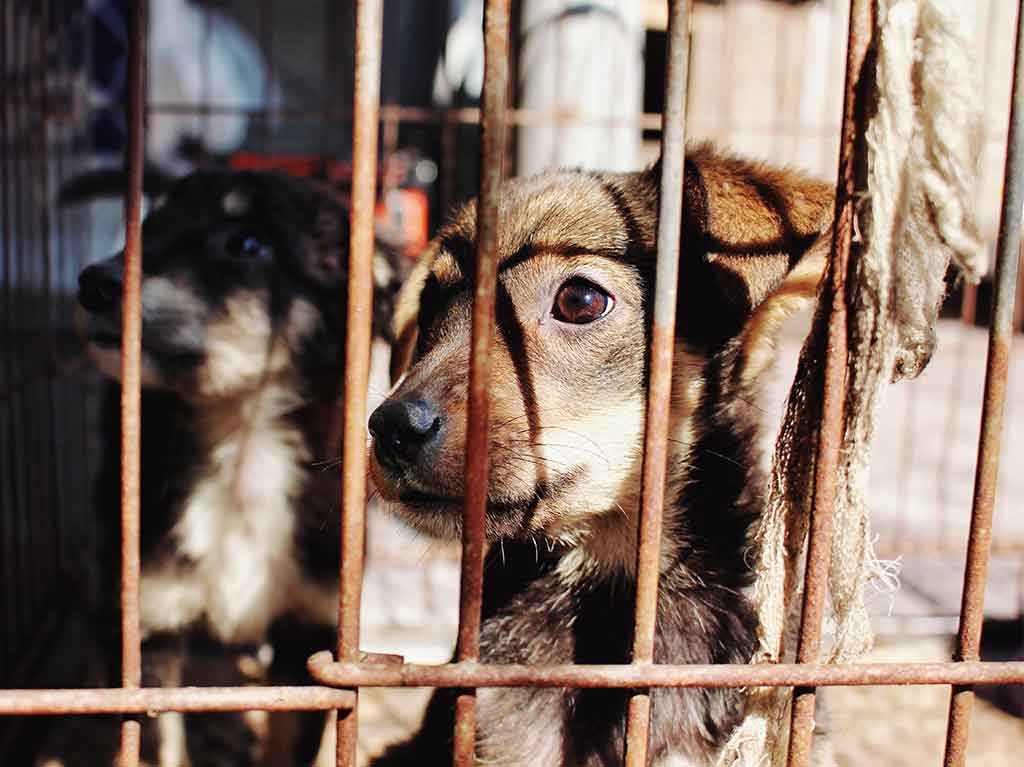 Van 315 denuncias por maltrato animal en la capital poblana