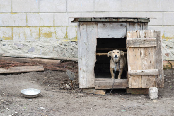 De enero a la fecha han presentado 79 denuncias por maltrato animal