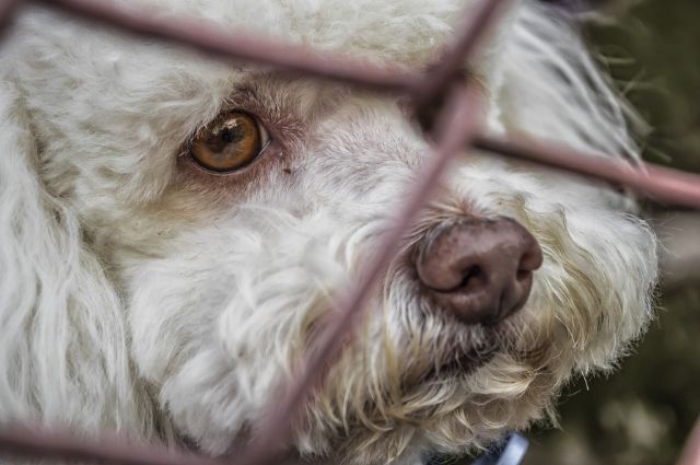 Homologarán con el estado reglamento de bienestar animal en Cuautlancingo