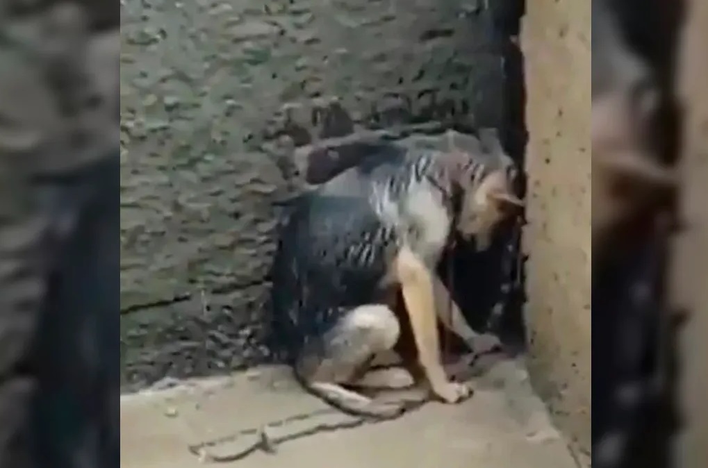 VIDEO Denuncian a vecinos que maltrataban a perrita en azotea