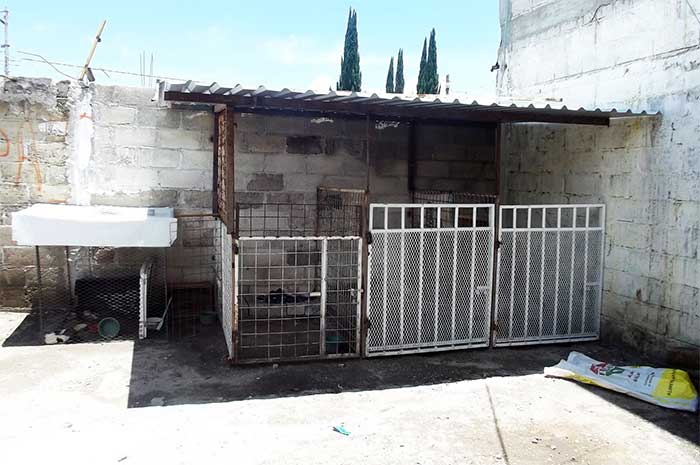 Rescatan autoridades a nueve perros de la casa del  Matagatos