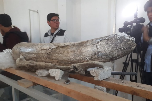 Encuentran fósiles de mamut y lobo gigante en Totimehuacán