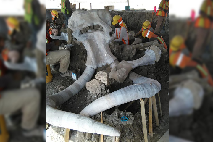 FOTOS Encuentran restos de más de 60 mamuts en Santa Lucía