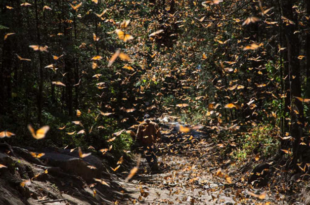 Incendio forestal amenaza el Santuario de la Mariposa Monarca en Michoacán 