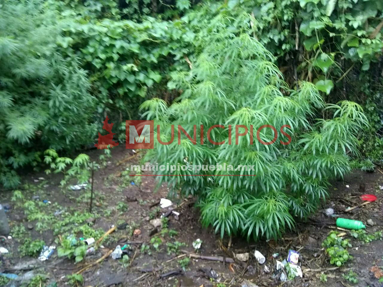 Localizan plantíos de marihuana en Zacapoaxtla
