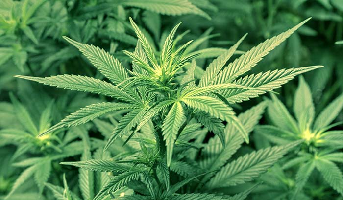 Guardia Nacional ubica plantío de marihuana en Izúcar