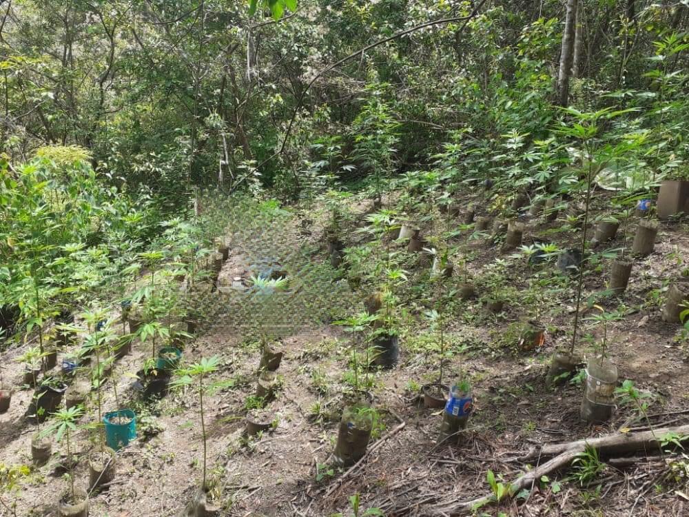 Hallan plantas de marihuana en vivienda de Huauchinango