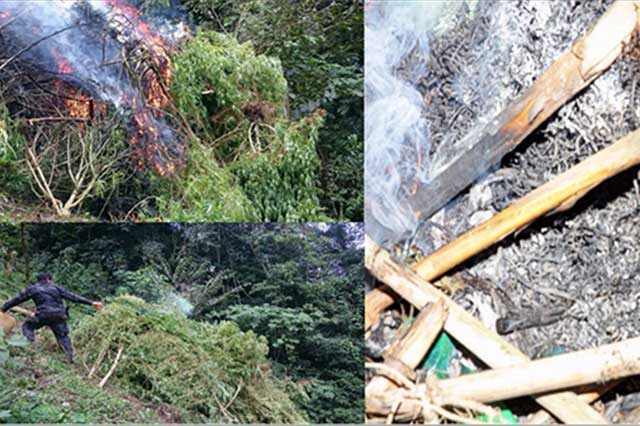 Destruye PGR 2 mil plantas de marihuana en Huauchinango